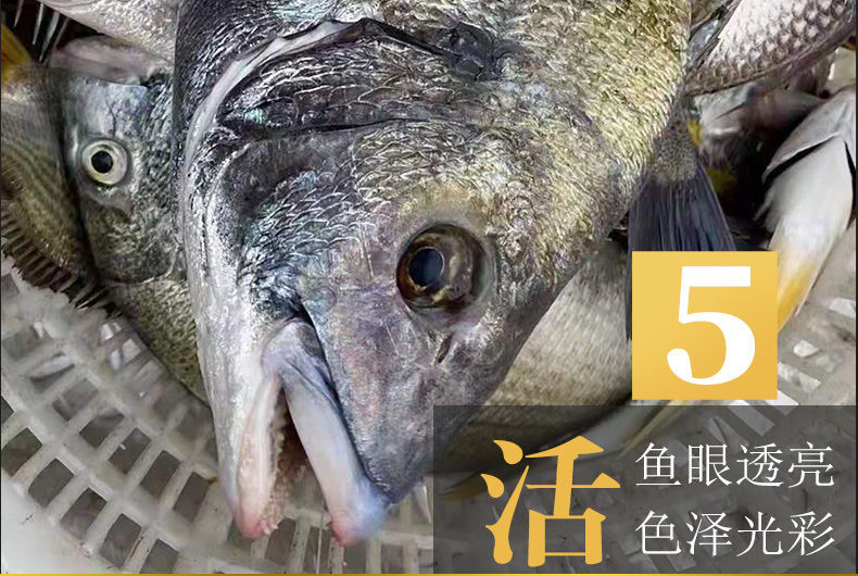 黑鲷鱼多少钱一斤图片