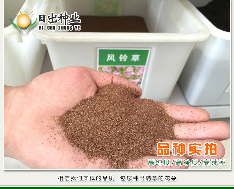 播种心情风铃草种子钟花混色多年生低矮花卉室内阳台盆栽易活播花种子