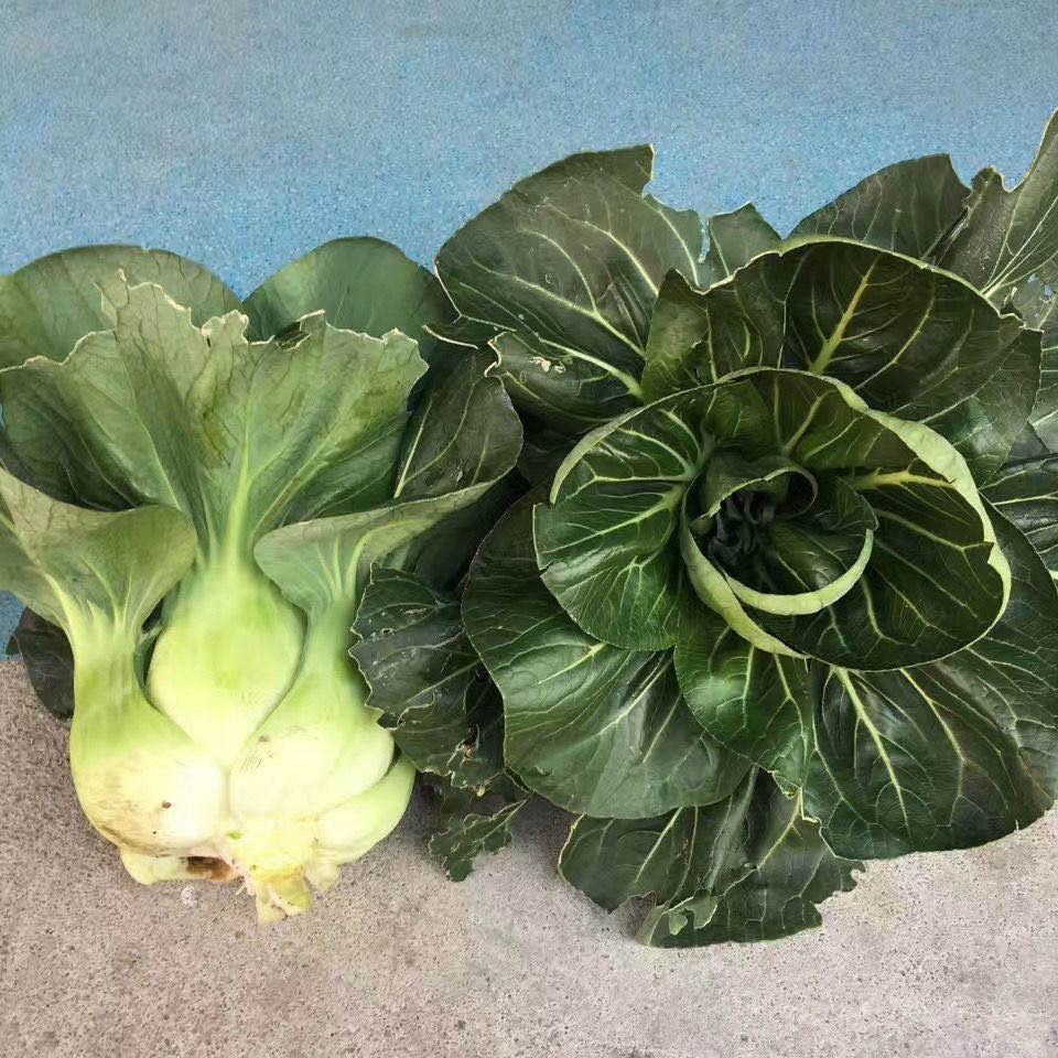 苏州青蔬菜种孑矮脚黑叶大青菜种籽耐寒四季春季上海青菜种子农家