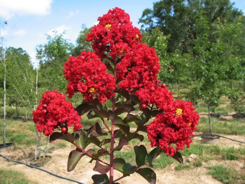 庭院绿化盆栽红火球红火箭紫薇花苗红紫薇树苗 红火箭紫薇苗. 美国红