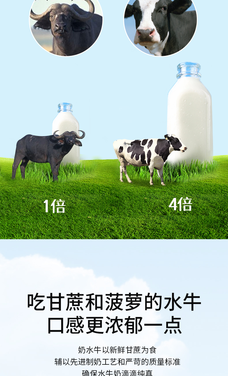 广西灵山水牛奶图片