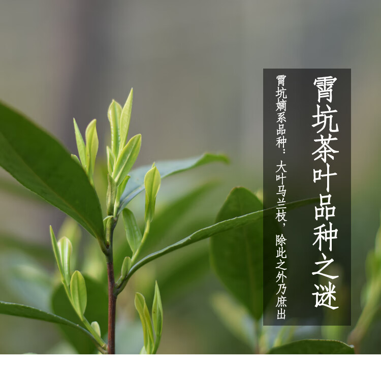 新年新茶安徽池州霄坑五队毛峰肖坑野生富硒茶绿茶叶明前100g 100g