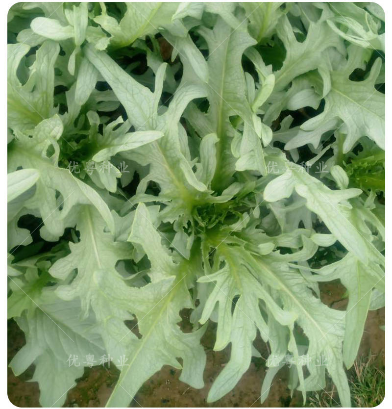 高州唛菜种子大圆叶恩平甜麦菜八甲唛种籽多枝花芽苦麻菜蔬菜种孑正宗