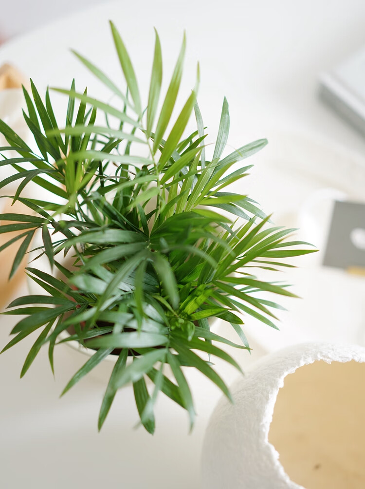 秋颖 迷你小椰子树 袖珍椰子 夏威夷风室内耐阴植物桌面盆栽 袖珍椰子