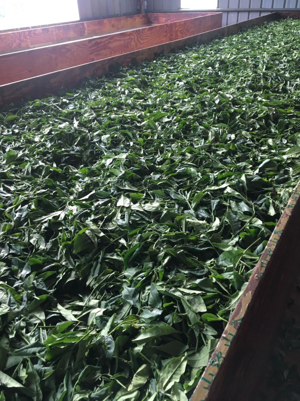 广东揭阳名茶坪上炒茶芯浓香型高山炒茶潮汕功夫茶叶 500g 坪上炒茶