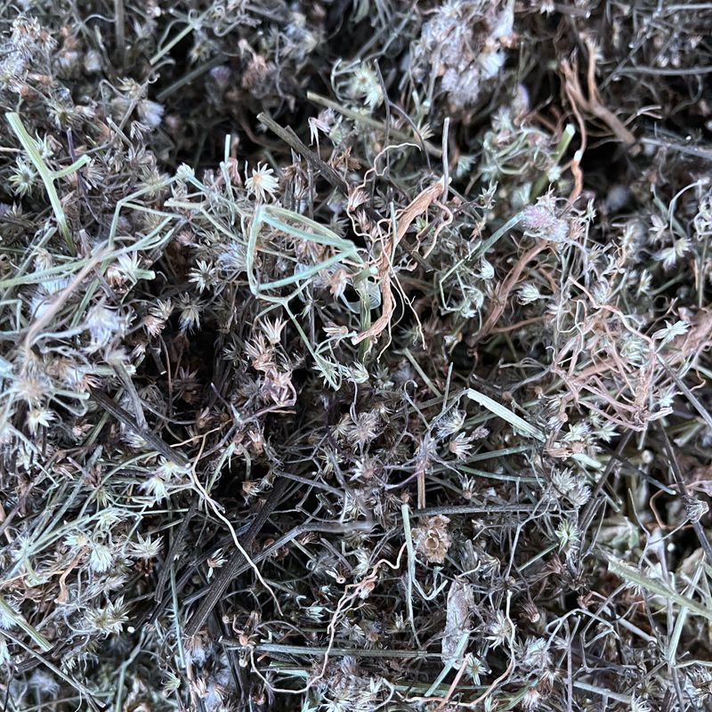 夜香牛中草药寄色草 假咸虾花 消山虎 伤寒草 染色草 缩盖斑鸿菊 500g