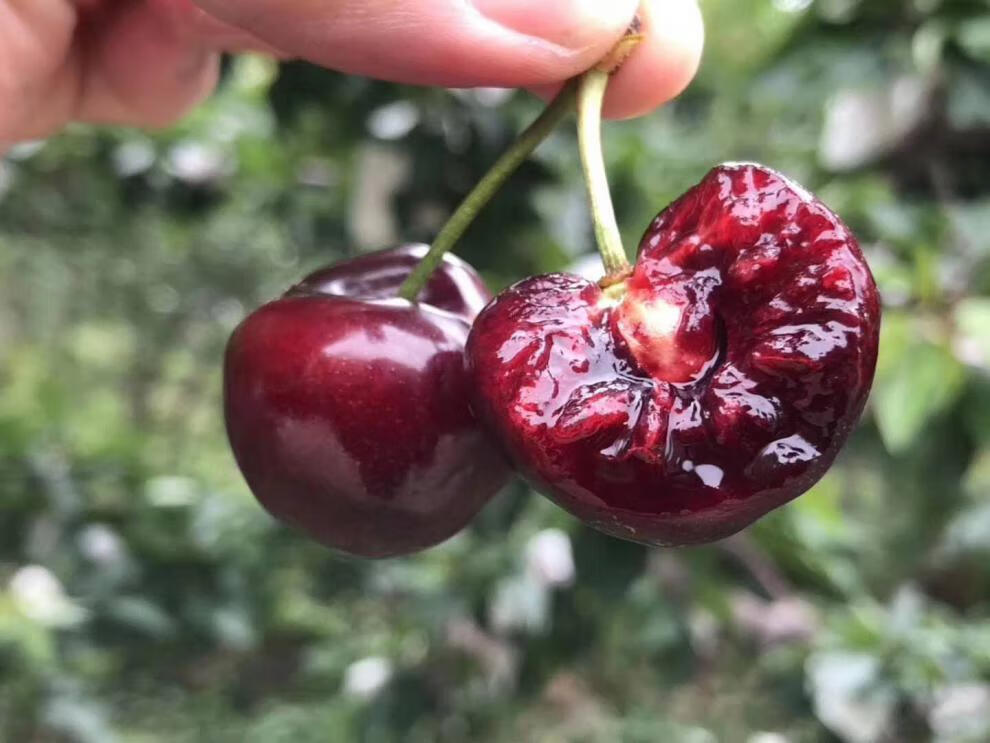 【顺丰/端午节礼品】四川汉源九襄清溪镇套袋黑珍珠大樱桃车厘子新鲜