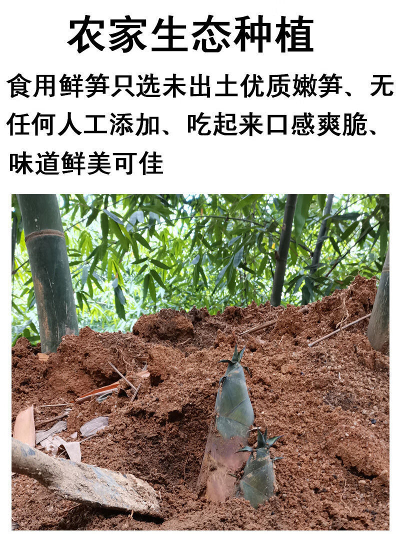 正宗埔田竹笋广东特产新鲜现挖竹笋嫩夏笋甜笋苦笋麻竹笋批发现切清水
