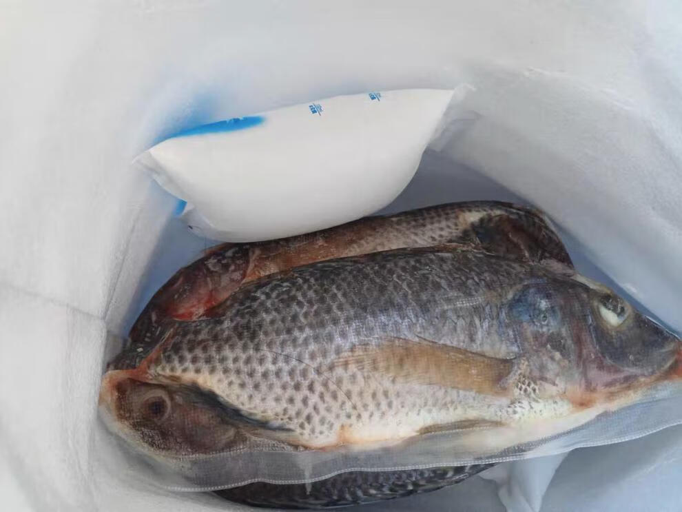 罗鱼新鲜鲜活现杀冷冻罗飞脆肉腌制福寿鱼 3-4条(总重1.8-2.