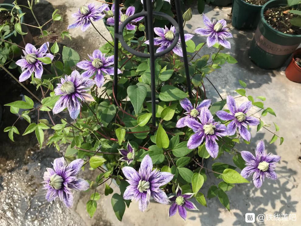 花园铁线莲约瑟芬新幻紫幸运符昼天使乌托邦庭院花园盆栽爬藤花卉植物