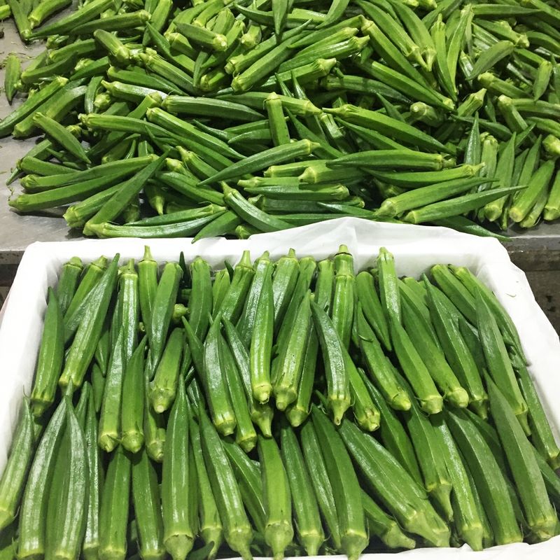 黄秋葵新鲜现摘现发鲜嫩到家新鲜秋葵蔬菜当季生鲜速递现摘水果秋葵4