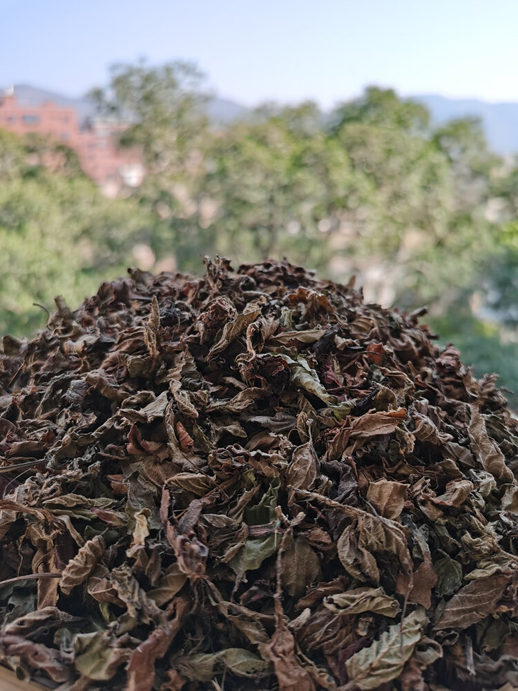 仙草干烧仙草原材料全叶仙草干烧仙草新鲜草干纯叶子全叶黑凉粉草仙草