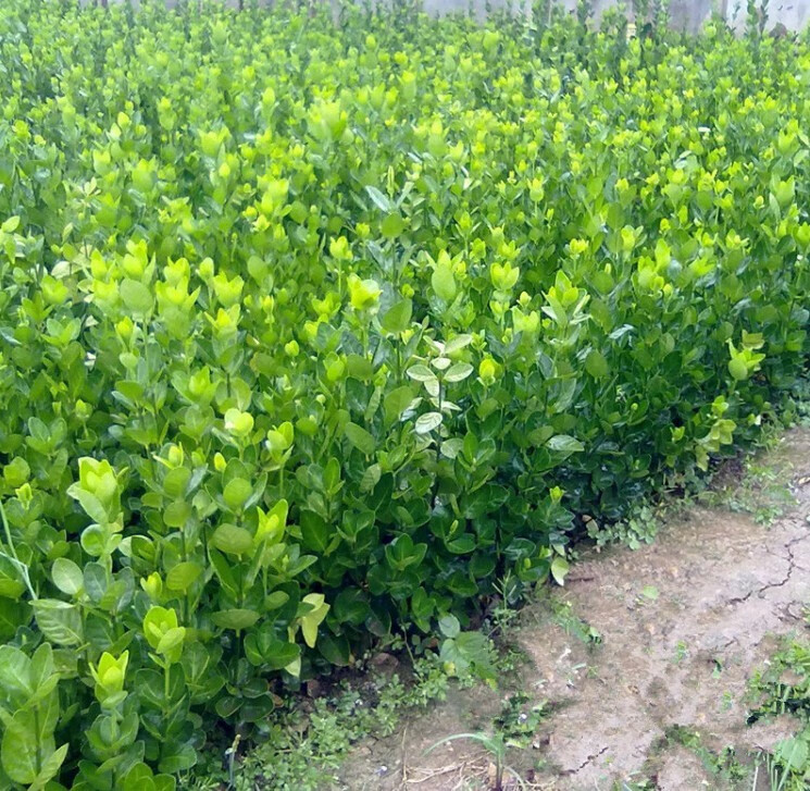 庭院绿化苗木冬青球树球形四季常青冬青苗大叶黄杨苗法国冬青树型3040