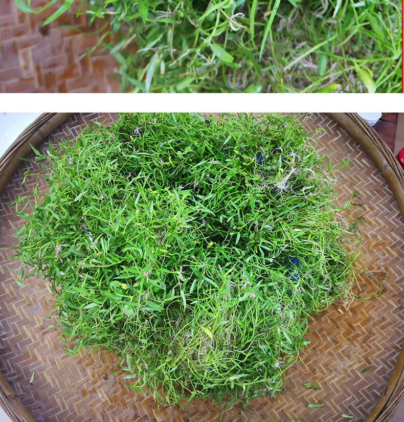 新鲜半边莲 蛇利草 细米草 另售蛇舌草现挖带根 单边莲500g 500克【图
