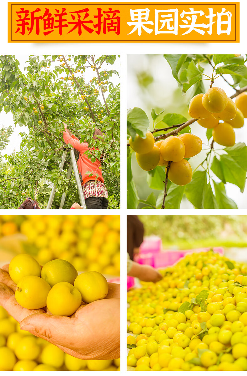 正宗新疆小白杏轮台新鲜水果应当季库车白杏子甜杏胜红杏新疆稀有水果