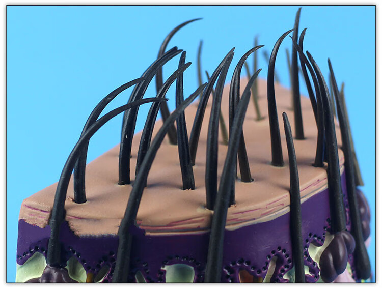 品牌优选毛发成长过程毛囊放大头发皮肤放大皮肤解剖人体解剖模型新