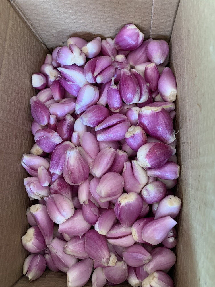 源外 去皮红葱头广东新鲜现剥真空包装红葱头餐饮当天