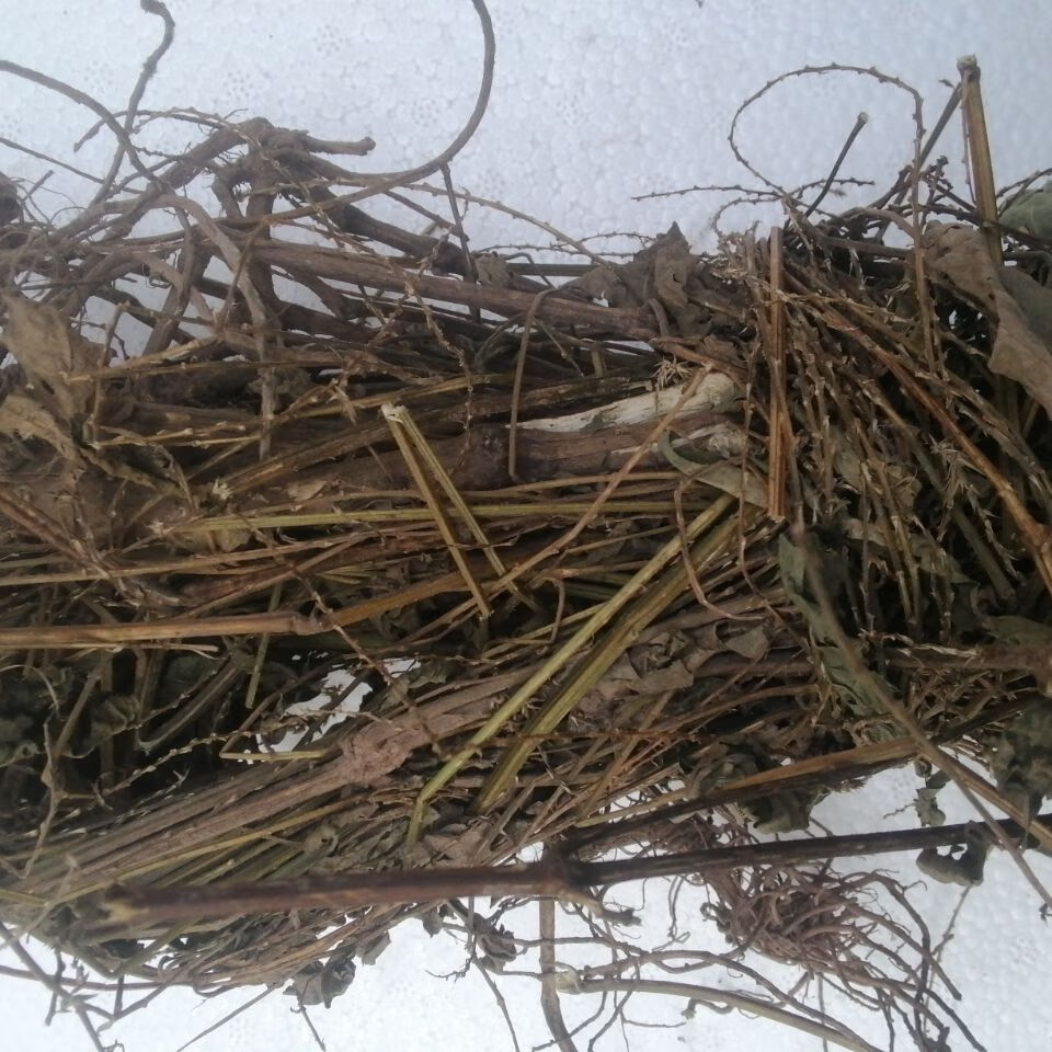 伟博土牛膝鸡掇鼻倒扣草土牛七白牛膝干品新货精选泥士下根干货1000g