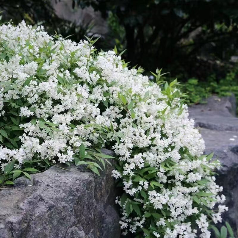 冰生溲疏大苗雪球花雪樱花庭院阳台多年生灌木植物花量大s白花大盆带