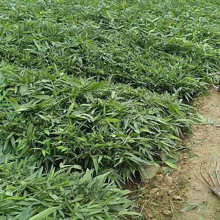 毛竹种苗基地楠竹苗毛竹苗竹笋苗耐寒竹子苗成活高绿化造林 量大从优