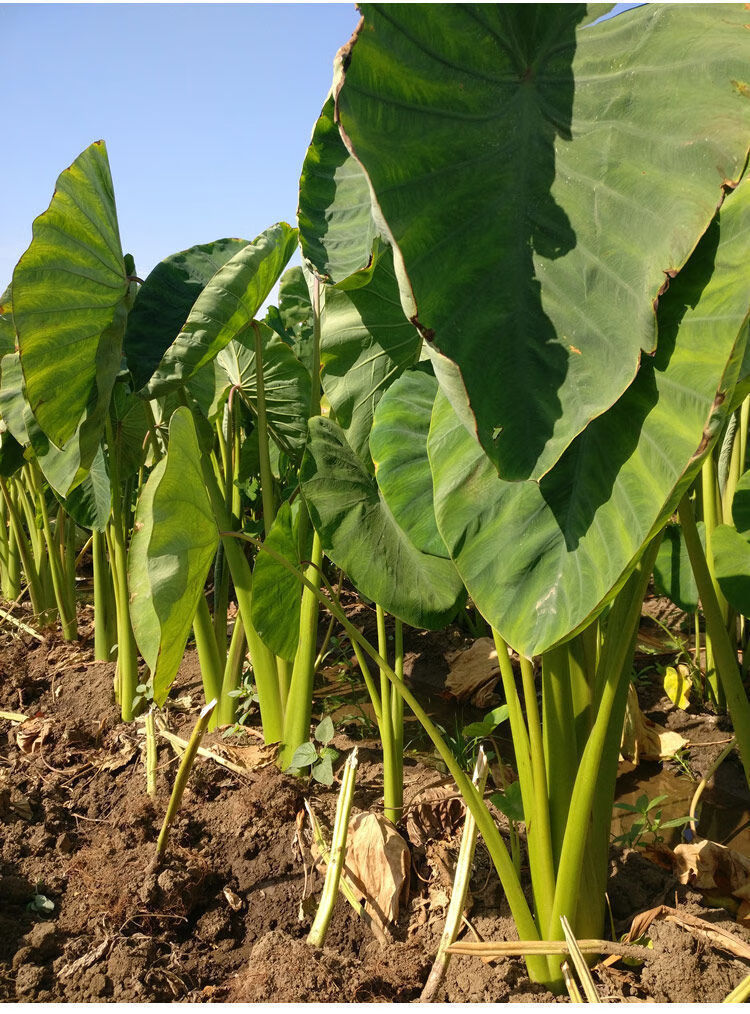 【年货精选】浙江金华芋艿毛芋头新鲜红梗毛芋粉软糯
