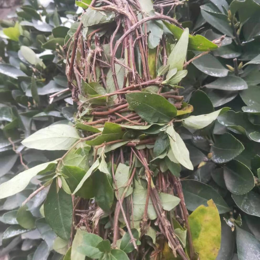 新鲜金银花藤宝宝洗澡仿野生忍冬藤洗澡痱子无金银花藤500克干金银花