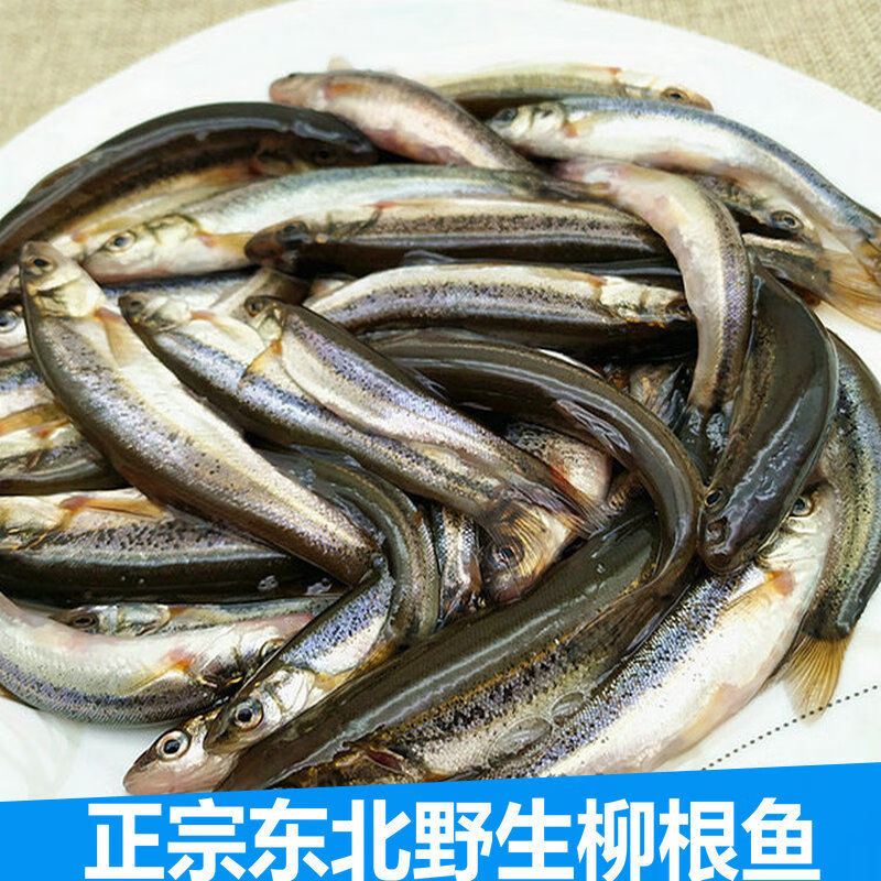 正宗东北柳根鱼开河鱼黑龙江冷水鱼河柳鱼鲜活速冻东北特产鱼大号柳根