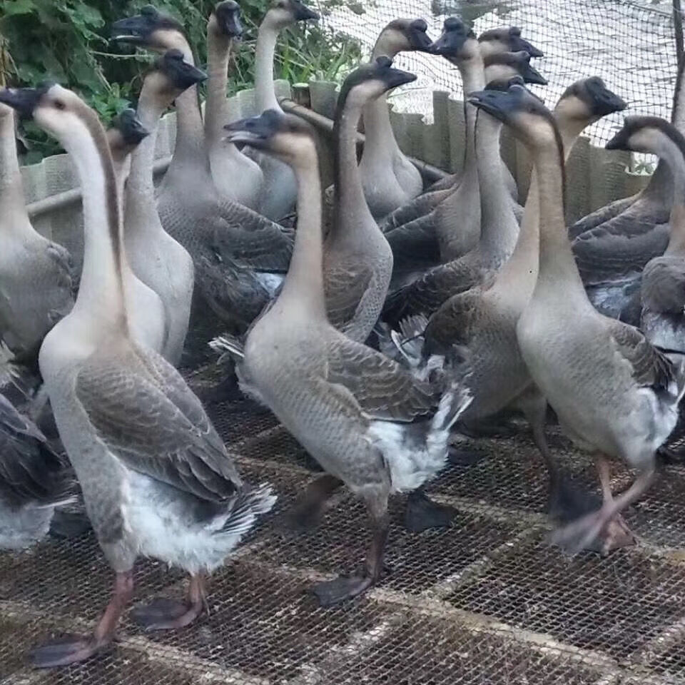 广东清远黑棕鹅农家散养新鲜大鹅肉整只活体现杀白草鹅冰冷冻老鹅 腾