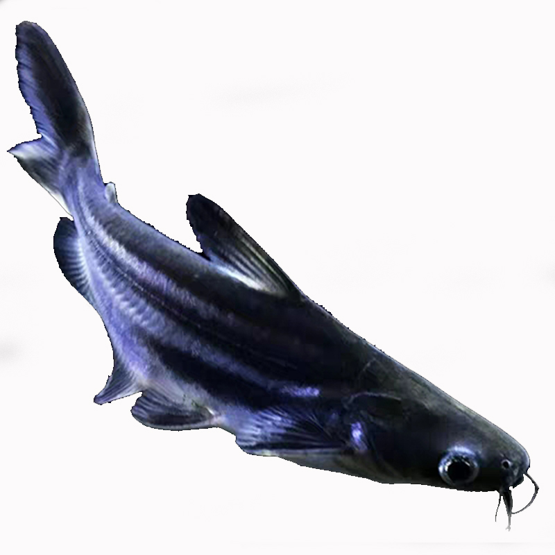 【京选】鲨鱼活体蓝鲨淡水鲨小型鲨鱼活鱼热带观赏鱼凶猛成吉思汗大