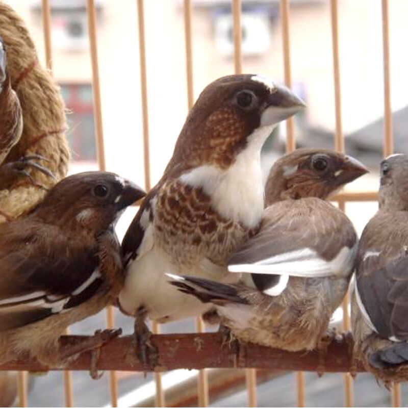 荣郁 鸟活体保姆鸟十姐妹鸟珍珠鸟活体鸟宠物鸟玩赏鸟白红眼保姆鸟