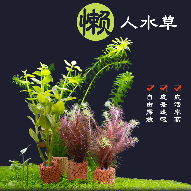 鱼缸水草造景淡水水草养鱼水草植物懒人真水草冷水水草坨草造景小红波坨 5厘米坨 图片价格品牌报价 京东