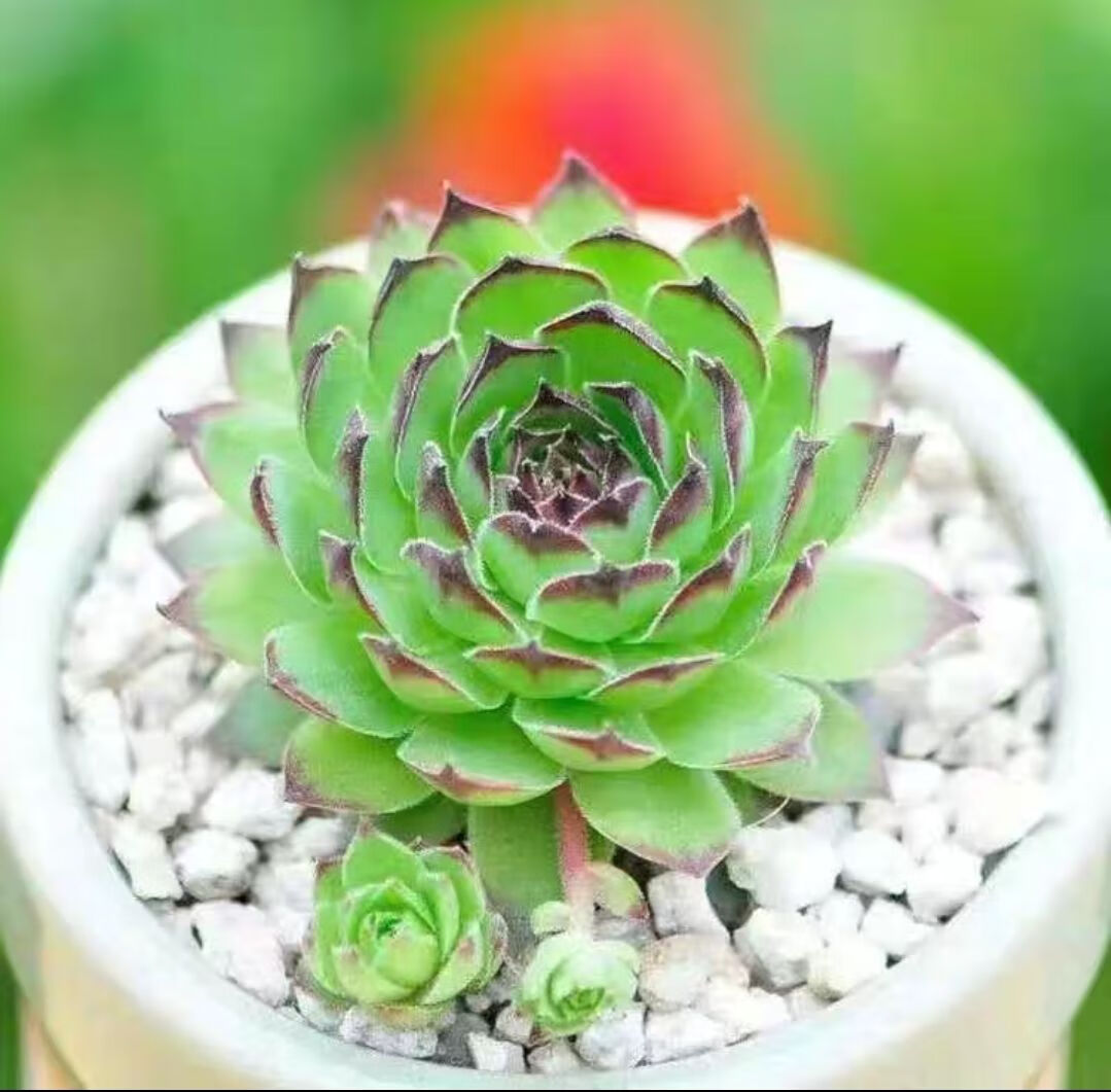 观音莲植物室内超大办公室好养大棵容易爆盆的多肉小盆景 观音莲5cm带