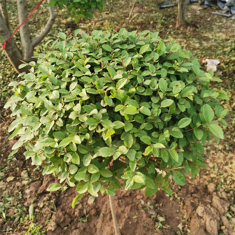 棒棒糖小叶女贞高杆造型树四季长青植物庭院小区别墅景观绿植树