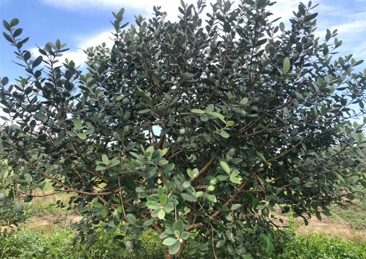 战长沙菲油果 斐济果 费约果 实生苗 庭院景观绿化苗种苗植物 客厅