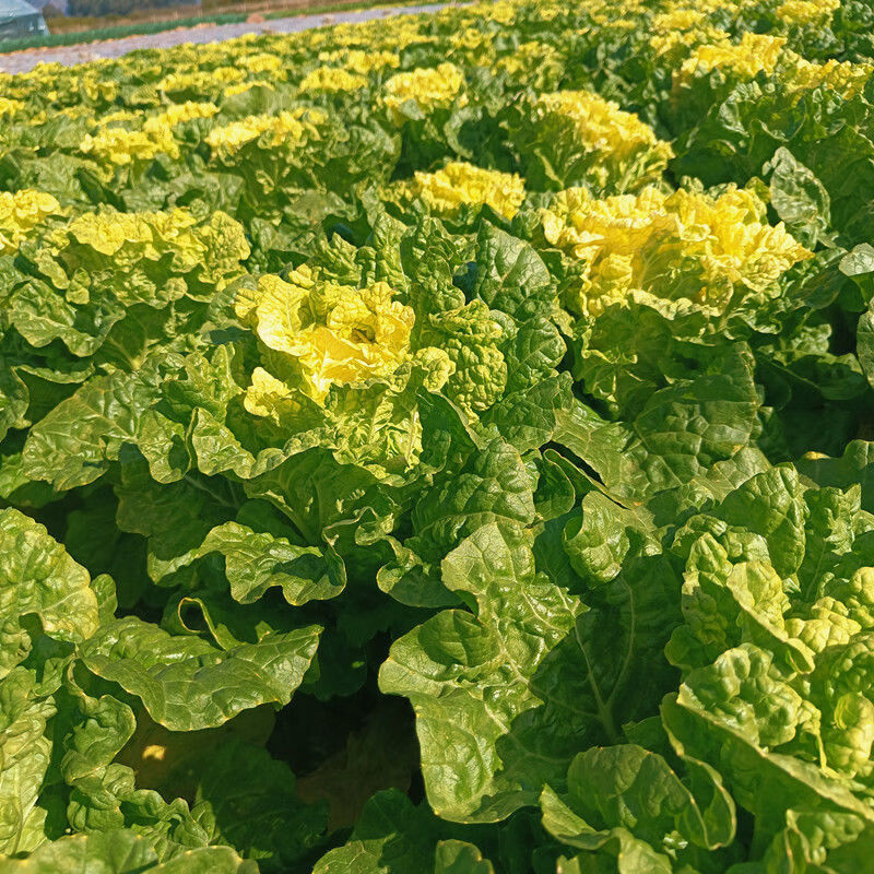 云南高原黄心白菜3/5/9斤 农家现现发新鲜黄心大白菜当季蔬菜整颗 黄