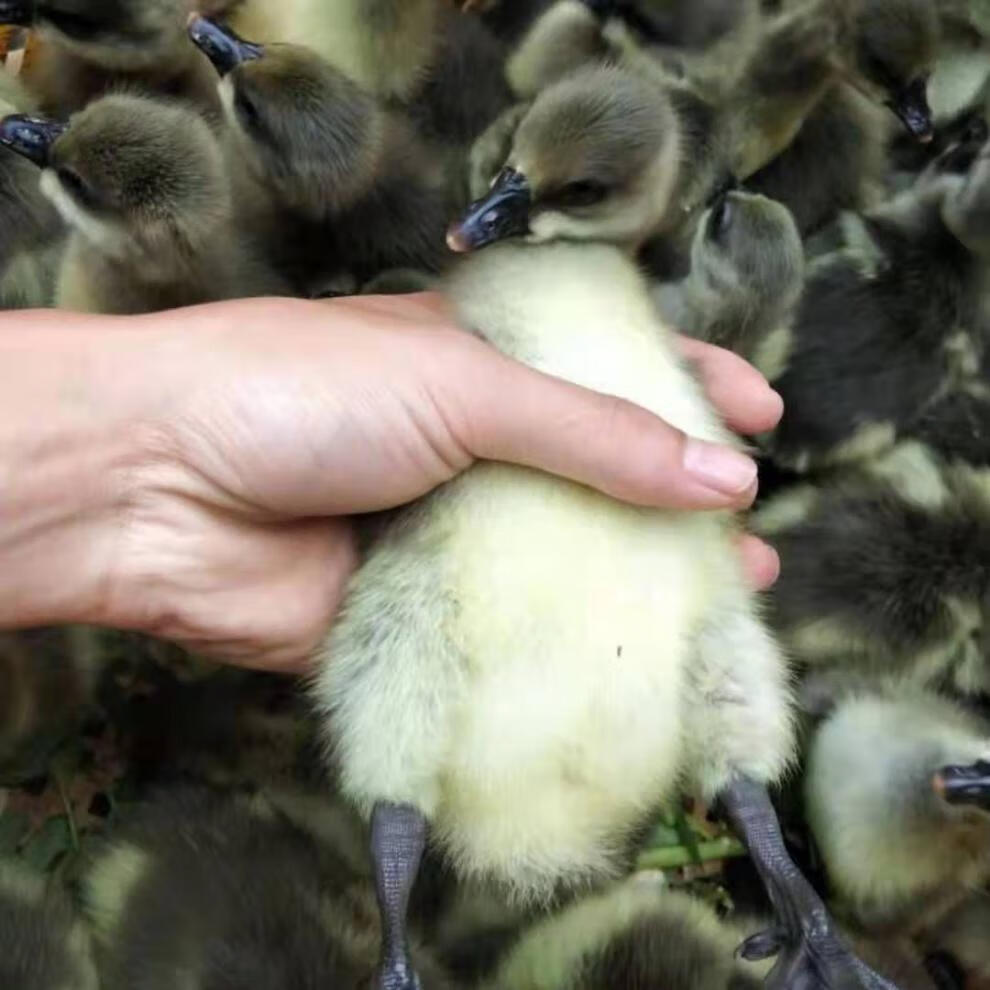 纯种灰鹅苗雁鹅马岗鹅狮头鹅苗家养白鹅苗三花鹅百子鹅泰州鹅 狮头鹅