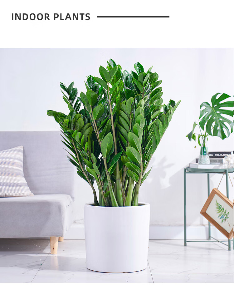 【送货到家】金钱树大盆栽摇钱树钱串子发财树四季常青好养客厅大型植