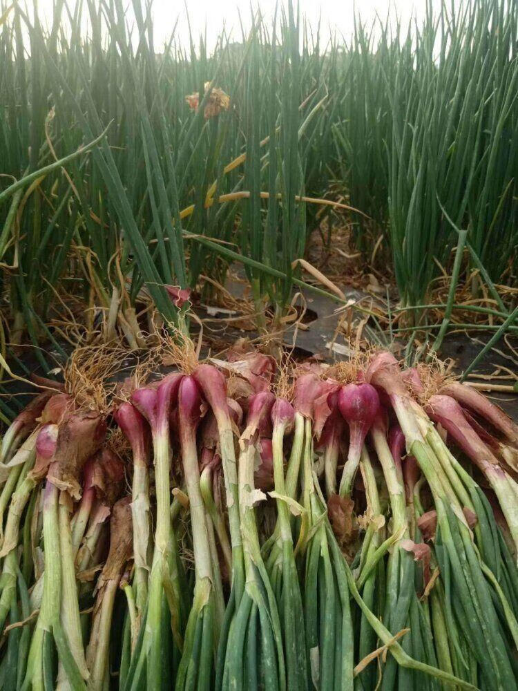 【亏500份】香葱头 干香葱头 红葱头火葱 种子农家四季小香葱头可批发