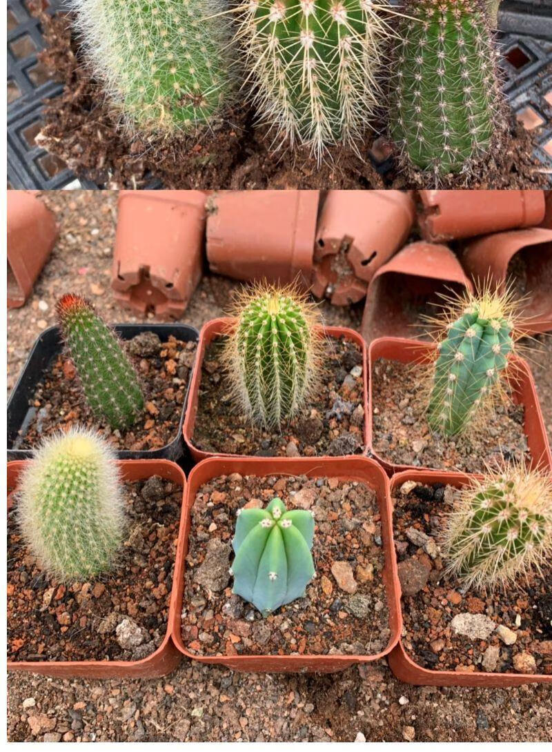 精品仙人柱组合套餐龙神木九尾狐蓝柱大凤龙金妞幸福柱仙人球好养 蓝