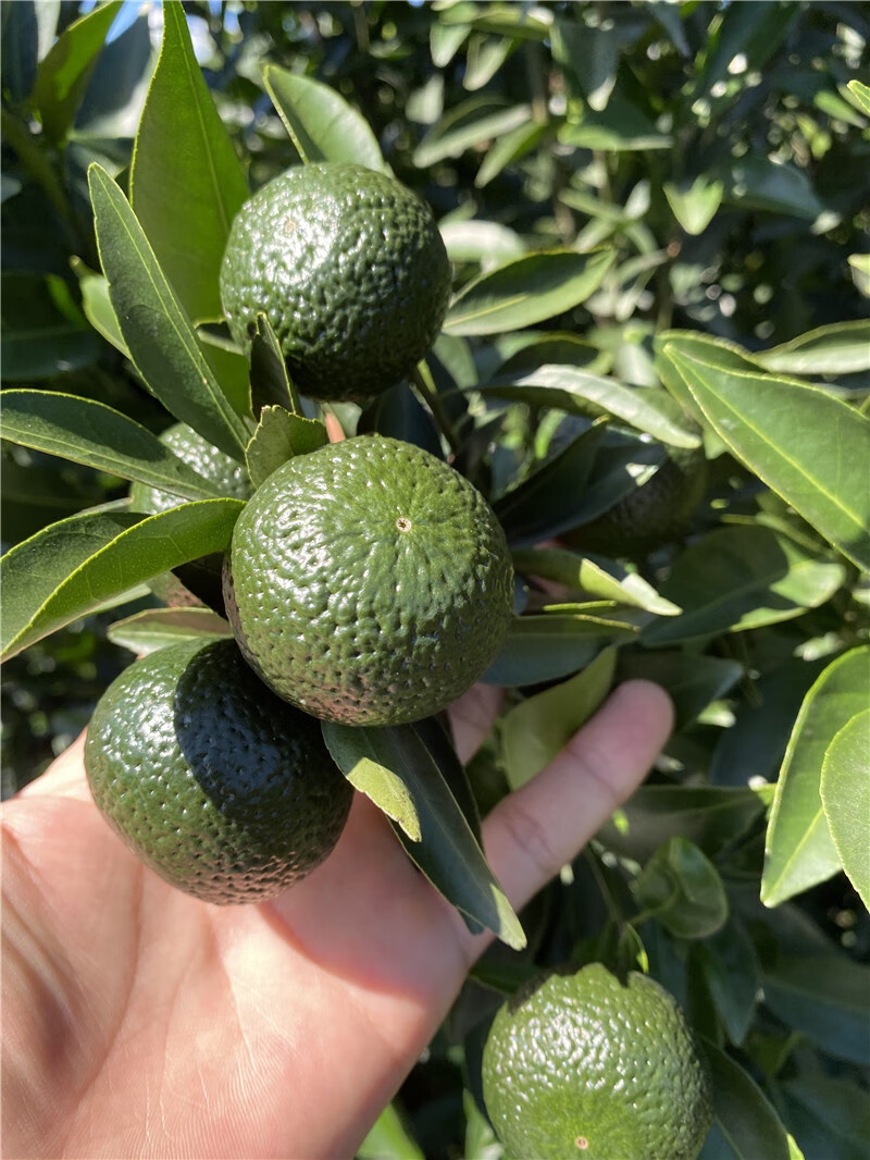 5折新会发货新会茶坑大青二红柑鲜果新鲜大红柑新会陈皮小青皮共5000g