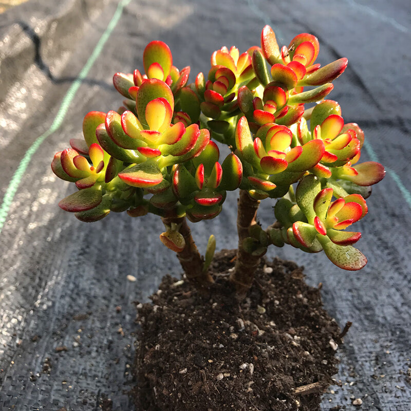 多肉植物【姬红花月超大老桩】满额/多肉故事馆/品种盆栽 大老桩冠幅