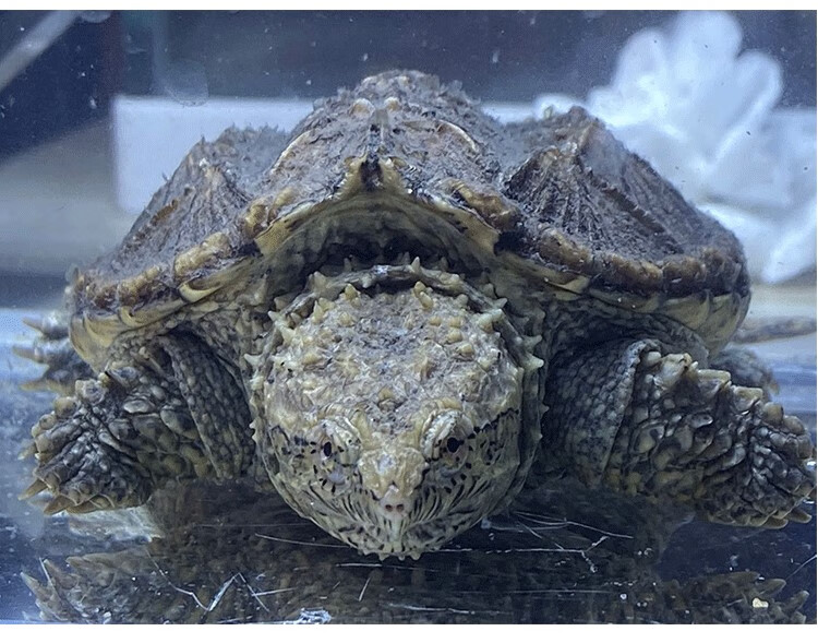 鳄鱼龟乌龟佛罗里达原种纯佛鳄龟爆刺杂佛小鳄龟宠物鳄鱼龟观赏龟豪