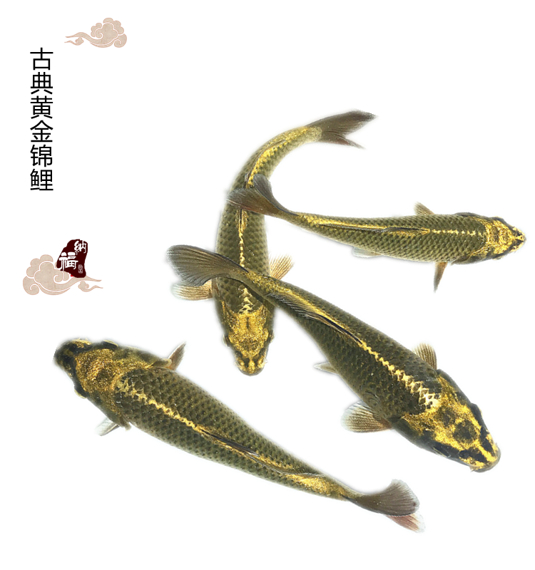 锦鲤活体活鱼古典黄金锦鲤鱼苗大气复古金鳞甲鬼面转运风水宠物鱼家养