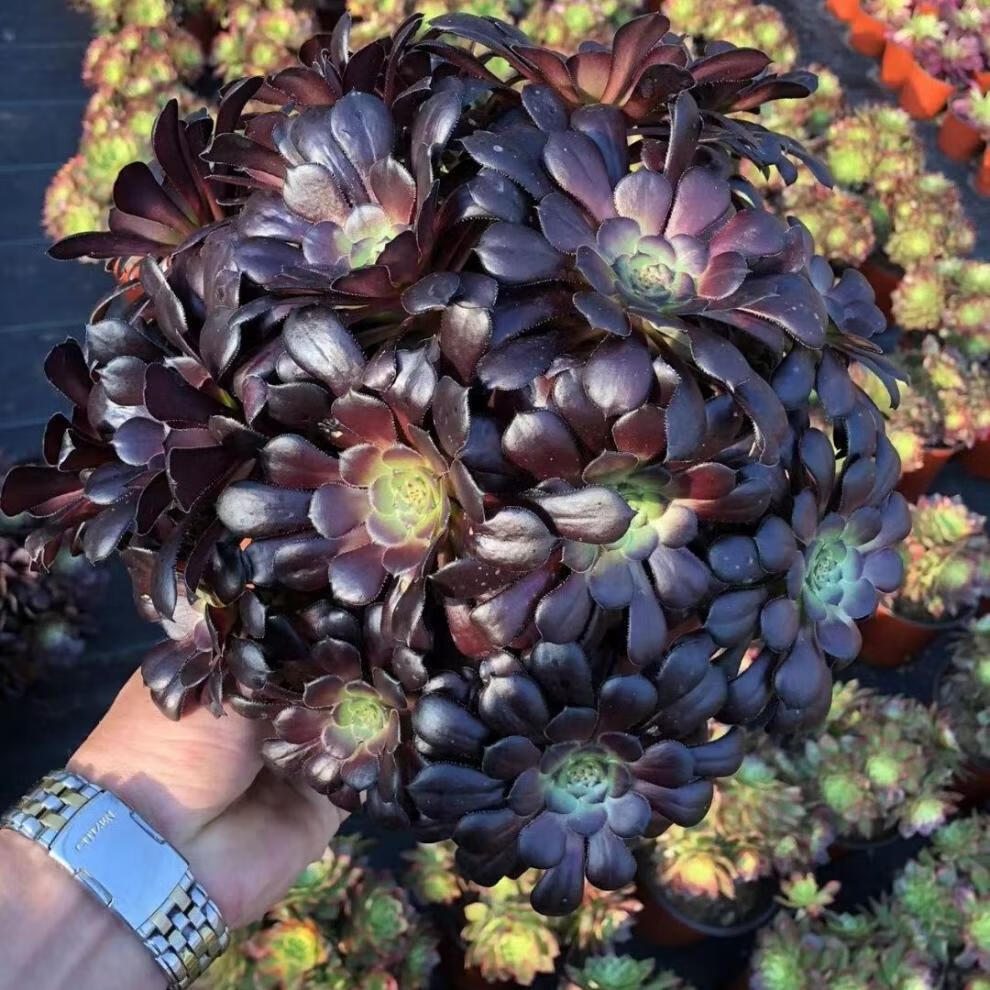 多肉植物超大法师多头花卉花盆栽精品套餐园艺盆栽 娜迦女王10头以上