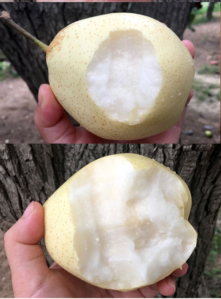 鸭梨水果新鲜当季整箱河北正宗梨子10斤天津鸭梨水晶白梨脆甜雪梨5斤