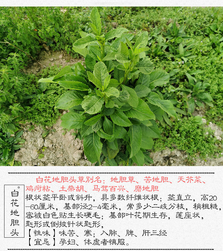 白花地胆草新鲜煲汤料苦地胆头地斩头整株500克中草药材九九和仁 干