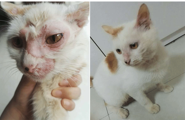 猫癣狗癣 狗真菌皮肤病脓皮症狗真菌喷剂 喷剂狗狗真菌螨虫皮肤病