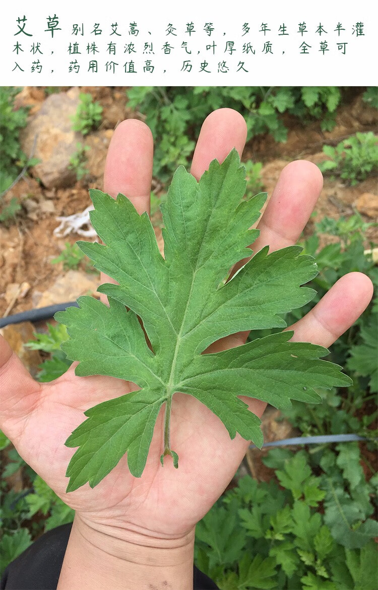 寿禾艾草苗秧药用食用新鲜艾蒿野生盆栽艾草幼苗9棵