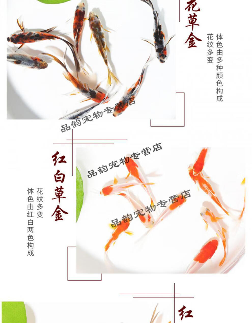 草金鱼小金鱼活鱼耐活鱼苗观赏鱼不打氧小鱼长尾好养