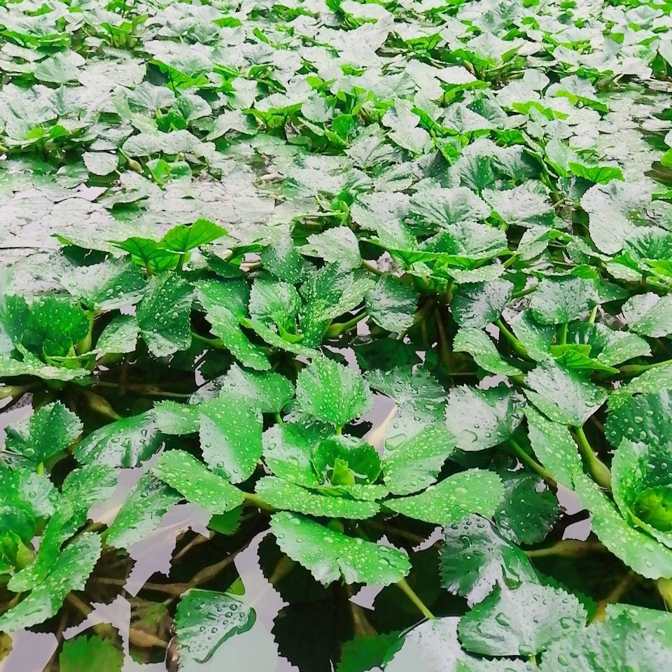高产大菱角种子菱角苗种植四季水生植物红菱角种子青菱角黑菱角苗